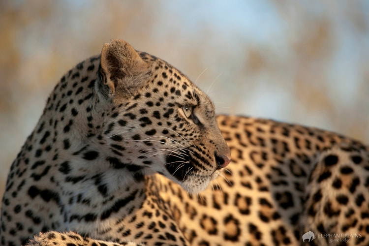 Leopard, Sabi Sands Reserve