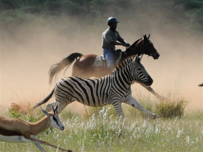 Riding with zebra and springbok, Waterberg